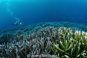 100% live hardcore cover on this divesite in Raja Ampat. ... by Joerg Blessing 